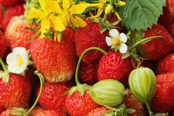 Macro Fresa Madura Tutsan Jardín Verano Día Soleado — Foto de Stock