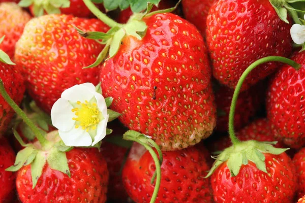 Primer Plano Aislado Una Gran Cantidad Fresas Recogidas Luz Del — Foto de Stock