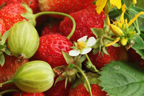 Macro Ripe Strawberry Tutsan Summer Garden Sunny Day — Stock Photo, Image