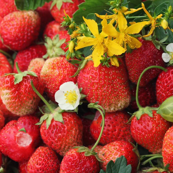 Macro Fresa Madura Tutsan Jardín Verano Día Soleado — Foto de Stock