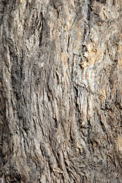 Primo Piano Struttura Isolata Vecchio Studio Albero — Foto Stock