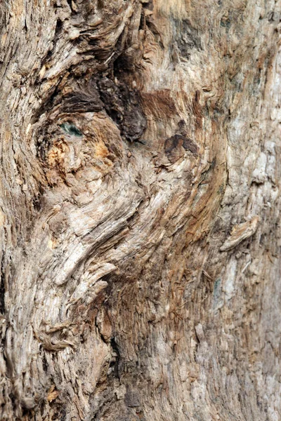 Primo Piano Struttura Isolata Vecchio Studio Albero — Foto Stock