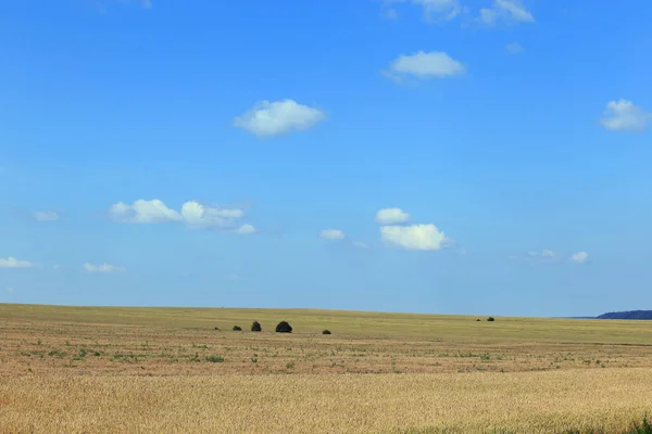 Pittoreska Landskapet Vete Fält Och Blå Himmel Med Cirrus Moln — Stockfoto