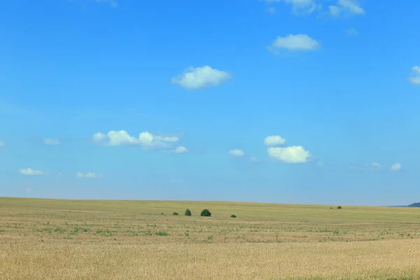 화창한 여름날 구름이 밀밭과 하늘의 — 스톡 사진