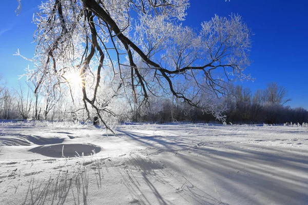 Paysage Hivernal Chênes Gelés Dans Matin Givré Ensoleillé — Photo