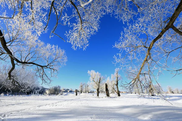 Paysage Hivernal Chênes Gelés Dans Matin Givré Ensoleillé — Photo