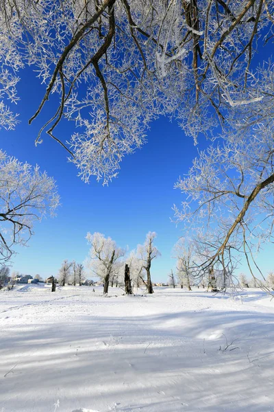 Winter Landschap Vorst Eiken Zonnige Ijzige Ochtend — Stockfoto