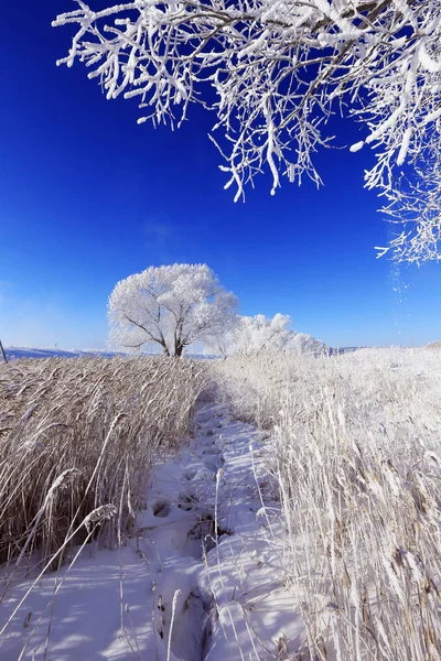 晴れた日には雪に覆われた畑の中にある美しい冬の風景の木 — ストック写真