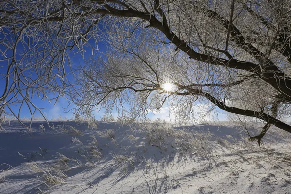 Bellissimi Alberi Del Paesaggio Invernale Hoarfrost Nel Campo Innevato Una — Foto Stock