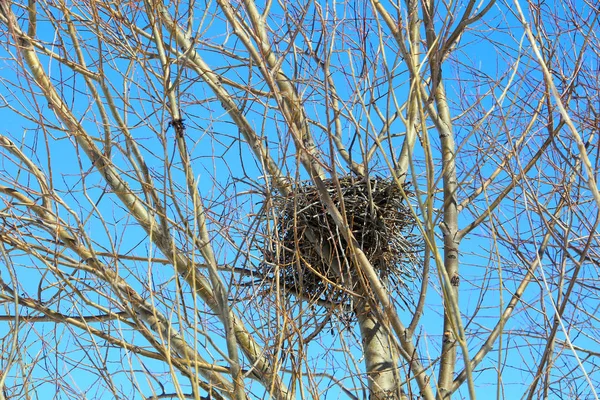 Крупным Планом Птичьего Гнезда Ветвях Листьев Фоне Голубого Неба — стоковое фото