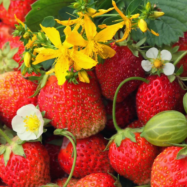 Macro Fresa Madura Tutsan Jardín Verano Día Soleado — Foto de Stock