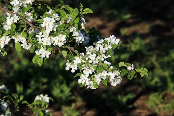 Närbild Grenen Apple Blommor Vårträdgård Den Nedgående Solen Strålar — Stockfoto