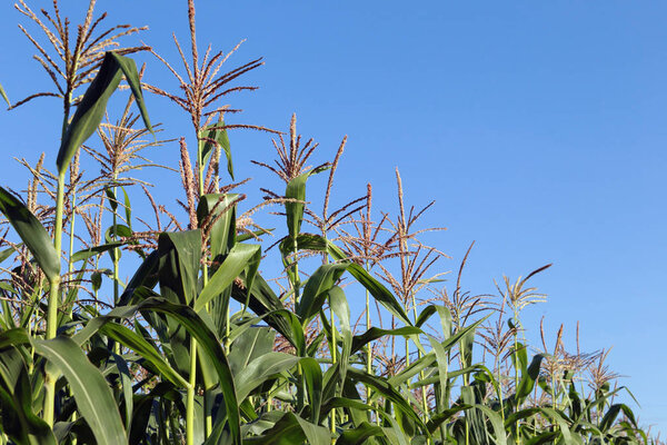 close-up brush corn against a bright blue sky on a sunny summer day
