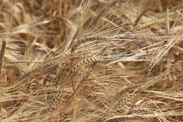 Крупним Планом Фон Стиглої Пшениці Полі Сонячний Літній День — стокове фото