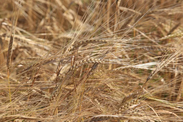 日当たりの良い夏の日に畑に熟した小麦のクローズ アップの背景 — ストック写真