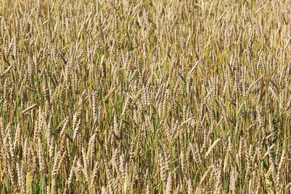 Primer Plano Trigo Maduro Campo Día Soleado Verano — Foto de Stock