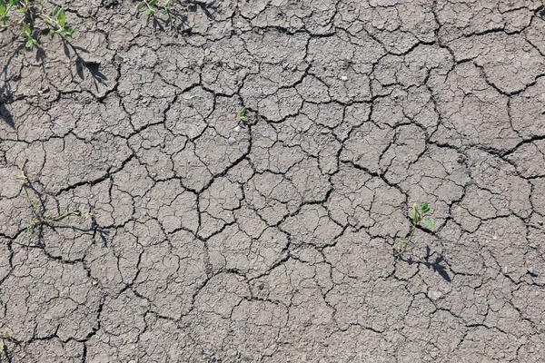 Isolierte Nahaufnahme Von Rissigem Boden Der Sonne — Stockfoto