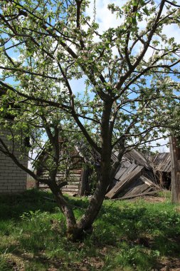 İlkbaharda köyün varoşlarındaki terk edilmiş eski ahşap ev. 