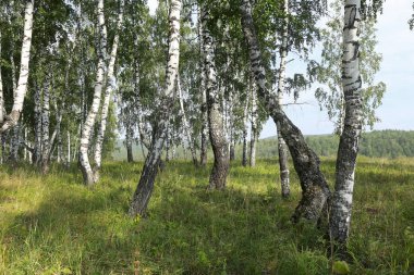 Güneşli bir günde Urallar 'da güzel bir yaz manzarası huş ağacı koruluğu