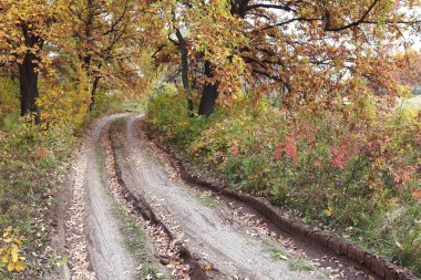 Sonbahar manzarası toprak yolu sabahın erken saatlerinde meşe koruluğunda.