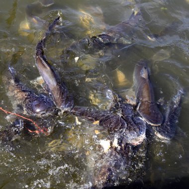 BANGKOK, THAILAND - 15 Aralık 2014: Bangkok, Tayland 'da büyük Som the Chao Phraya Nehri