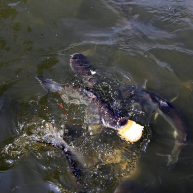 BANGKOK, THAILAND - 15 Aralık 2014: Bangkok, Tayland 'da büyük Som the Chao Phraya Nehri