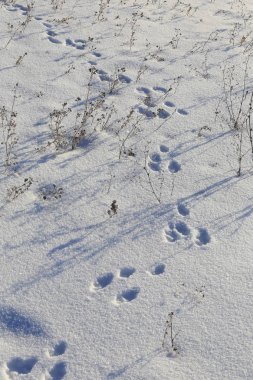 Sabah erken saatlerde, parlak güneş ışığında karda yakın plan tavşan izleri.