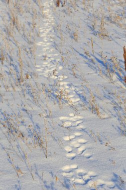 close-up hare tracks in the snow in bright sunlight early frosty morning clipart