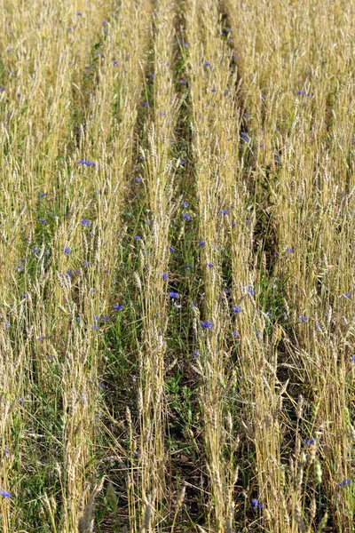 Bir Yaz Günü Buğday Alanda Yakın Çekim Peygamber — Stok fotoğraf