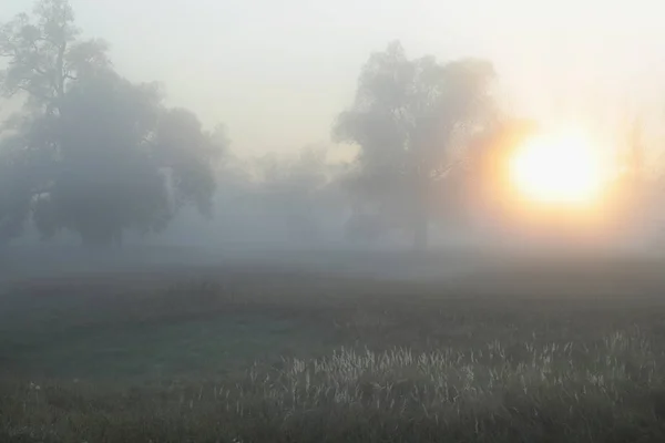 Осінній Пейзаж Туманний Ранок Березі Річки Дубовому Гаю — стокове фото