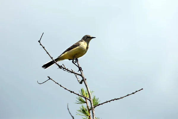 Frühlingslandschaft Singvogel Pirol Auf Einem Kiefernzweig Gegen Den Blauen Himmel — Stockfoto