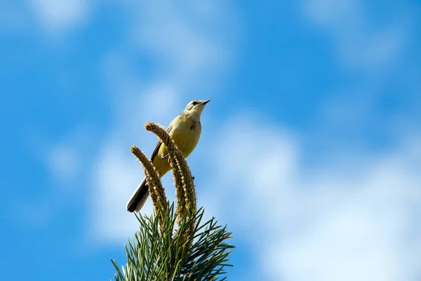 Весенний Пейзаж Певчих Птиц Ориоле Сосновой Ветви Против Голубого Неба — стоковое фото