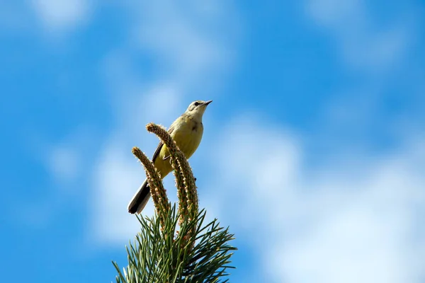 Paisaje Primavera Songbird Oriole Una Rama Pino Contra Cielo Azul — Foto de Stock