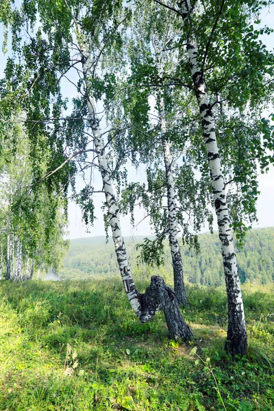 Bela Paisagem Verão Bosque Bétula Nos Urais Dia Ensolarado Claro — Fotografia de Stock