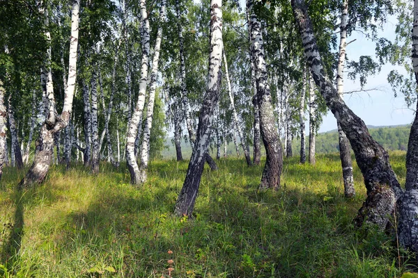 Bela Paisagem Verão Bosque Bétula Nos Urais Dia Ensolarado Claro — Fotografia de Stock