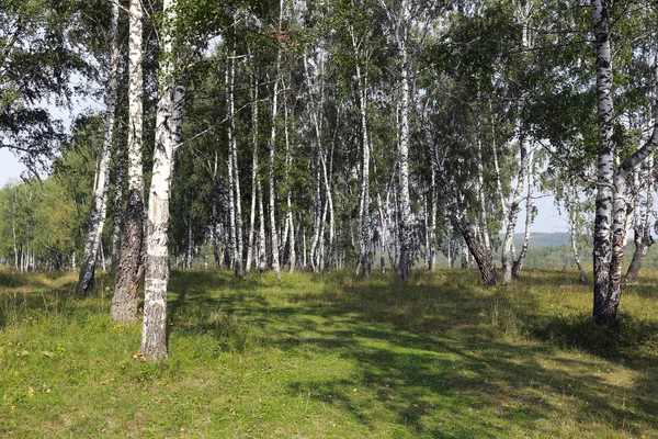 Beautiful Summer Landscape Birch Grove Urals Clear Sunny Day — Stock Photo, Image