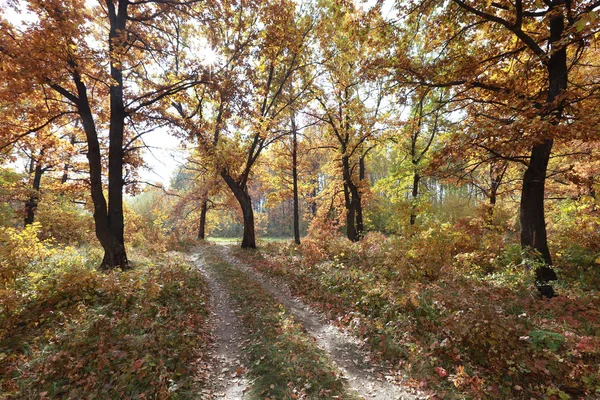 Paysage Automne Chemin Terre Dans Une Chênaie Tôt Matin — Photo