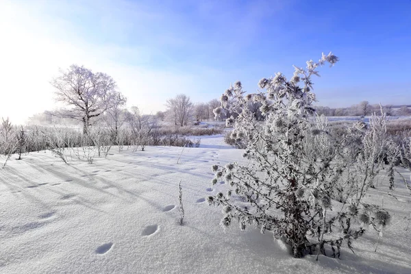 Paysage Hivernal Arbres Gelés Dans Champ Neigeux Tôt Matin Givré — Photo