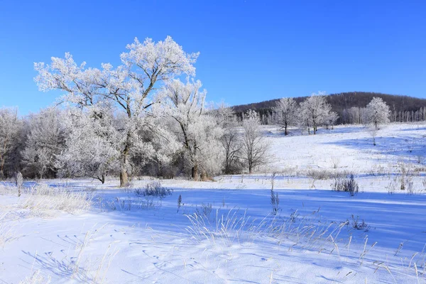 Paysage Hivernal Arbres Gelés Dans Champ Neigeux Tôt Matin Givré — Photo