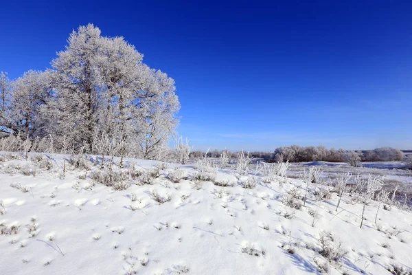 Winterlandschap Bomen Vorst Een Besneeuwd Veld Vroege Ijzige Ochtend — Stockfoto