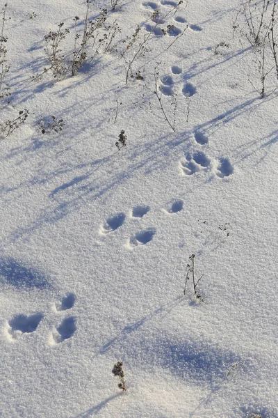 Close-up hare tracks in the snow in bright sunlight early frosty morning — Stock Image Close Hare Tracks Snow Bright Sunlight Early Frosty Morning Royalty Free Stock Photos