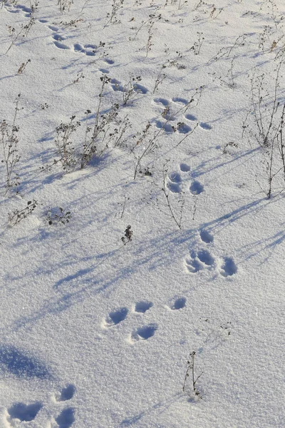 Close-up hare tracks in the snow in bright sunlight early frosty morning — Stock Image Close Hare Tracks Snow Bright Sunlight Early Frosty Morning Stock Picture