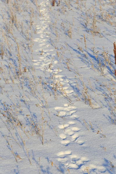 Close-up hare tracks in the snow in bright sunlight early frosty morning — Stock Image Close Hare Tracks Snow Bright Sunlight Early Frosty Morning Stock Image