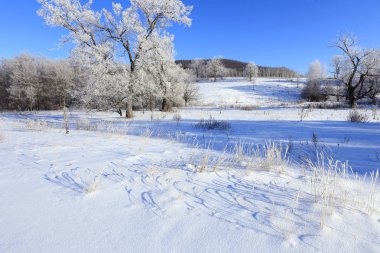 Sabahın erken saatlerinde, karlı bir tarlada, donmakta olan kış manzarası ağaçları.