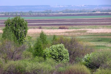 İlkbaharda yaprakları genç olan arazi ağaçları ve sabahın erken saatlerinde filizlenen yabani elma ağaçları. 