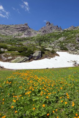 Güneşli bir yaz gününde, Ergaki Batı Sayan 'ın eteklerindeki turuncu küre çiçeğinin yakın çekimi.