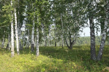 Güneşli bir günde Urallar 'da güzel bir yaz manzarası huş ağacı koruluğu