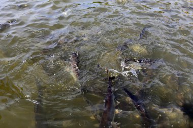 BANGKOK, THAILAND - 15 Aralık 2014: Bangkok, Tayland 'da büyük Som the Chao Phraya Nehri