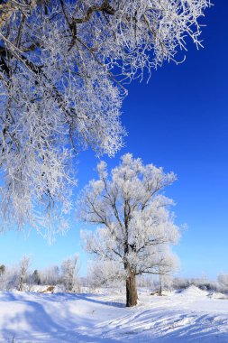 Kış manzarası dondurucu soğuk meşe ağaçları güneşli bir sabah