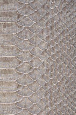 Gri yılan derisi stüdyonun makro dokusu